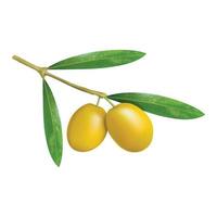 Branch of olives icon, realistic style vector