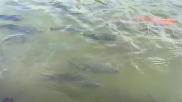 tilapia nadando en un río en tailandia video