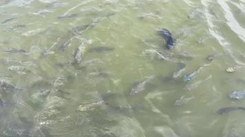 Tilapia swimming in a river in Thailand video