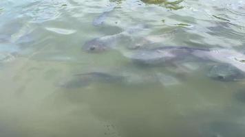 tilapia zwemmen in een rivier- in Thailand video