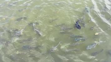 tilapia zwemmen in een rivier- in Thailand video