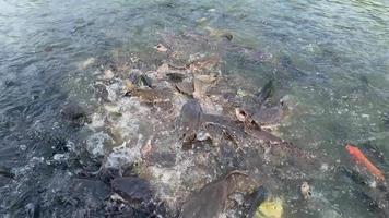 tilapia zwemmen in een rivier- in Thailand video