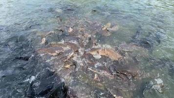 Tilapia, der in einem Fluss in Thailand schwimmt video