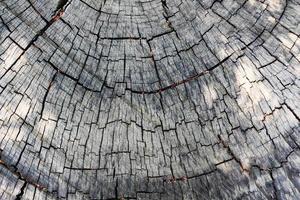 Old Wood pattern for background. Cross-sectional area of tree. photo