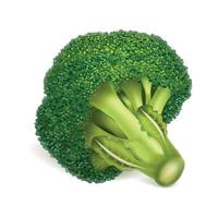 Eco broccoli icon, realistic style vector