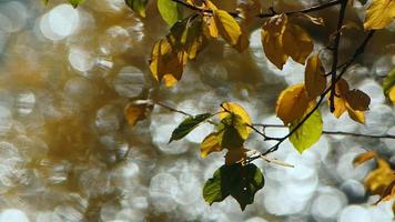 Beautiful Natural Autumn Season Romantic Brown Dry Leaves on a Tree video