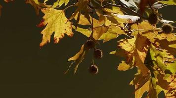 schöne natürliche herbstsaison romantische braune trockene blätter auf einem baum video