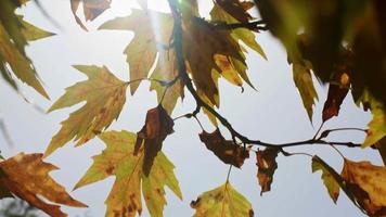 bellissimo naturale autunno stagione romantico Marrone asciutto le foglie su un' albero video