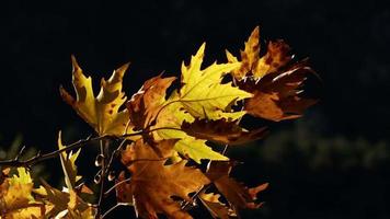 belle saison d'automne naturelle romantique feuilles sèches brunes sur un arbre video