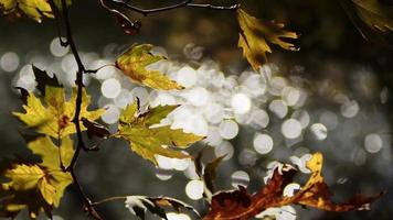 mooi natuurlijk herfst seizoen romantisch bruin droog bladeren Aan een boom video