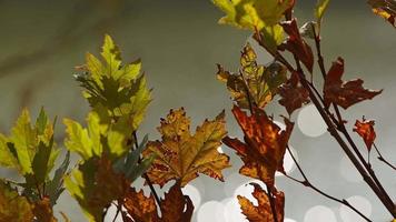 belas folhas secas marrons românticas da estação natural do outono em uma árvore video