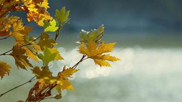 hermosa temporada de otoño natural hojas secas marrones románticas en un árbol video