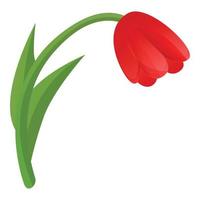 icono de tulipán rojo, estilo de dibujos animados vector