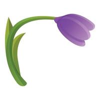 Botanical crocus icon, cartoon style vector