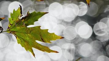 bellissimo naturale autunno stagione romantico Marrone asciutto le foglie su un' albero video