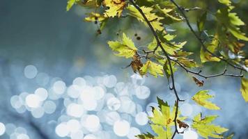 belle saison d'automne naturelle romantique feuilles sèches brunes sur un arbre video