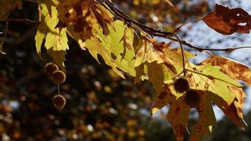 hermosa temporada de otoño natural hojas secas marrones románticas en un árbol video