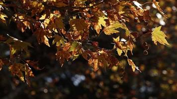 hermosa temporada de otoño natural hojas secas marrones románticas en un árbol video
