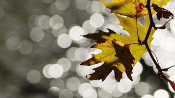 bellissimo naturale autunno stagione romantico Marrone asciutto le foglie su un' albero video