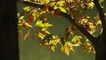 schöne natürliche herbstsaison romantische braune trockene blätter auf einem baum video