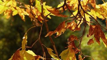 mooi natuurlijk herfst seizoen romantisch bruin droog bladeren Aan een boom video