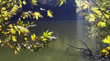 skön naturlig höst säsong romantisk brun torr löv på en träd video