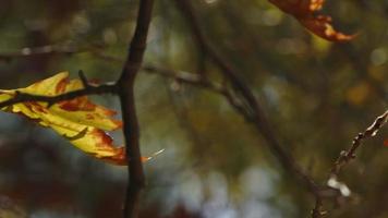 belas folhas secas marrons românticas da estação natural do outono em uma árvore video