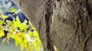 hermosa temporada de otoño natural hojas secas marrones románticas en un árbol video