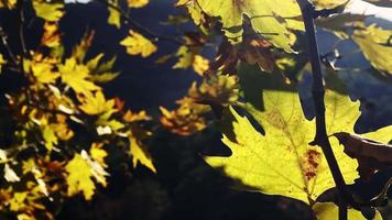 hermosa temporada de otoño natural hojas secas marrones románticas en un árbol video