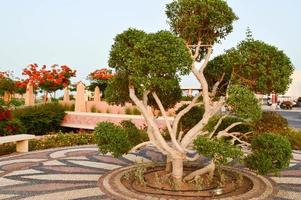 A beautiful unusual exotic tree with green leaves branches and trunk wrapped, wrapped in a white rope, threads, curling photo