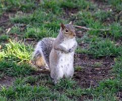 Eastern Gray Squirrel standing upright photo