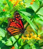 caída de la mariposa monarca en flor foto