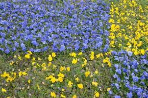 Beautiful violet and yellow blossoming pansies in the spring garden photo