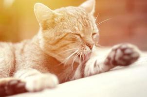 Portrait of tabby cat sitting and licking his hair outdoors and lies on brown sofa photo