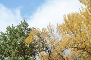 Fragment of trees whose leaves change color in the autumn season photo