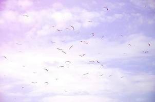 muchas gaviotas blancas vuelan en el cielo azul nublado foto