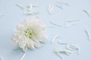 White Chrysanthemum flower head and many petals on pastel blue with blurred background photo