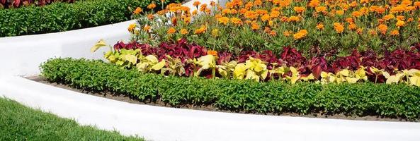 Coleus flowerpot. Beautiful perspective of natural coleus plant leaves photo