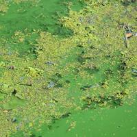 The surface of an old swamp covered with duckweed and lily leaves photo