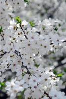 Pink Apple Tree Blossoms with white flowers on blue sky background photo