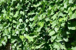 Texture of a wall overgrown with ivy from green leaves in a vineyard photo