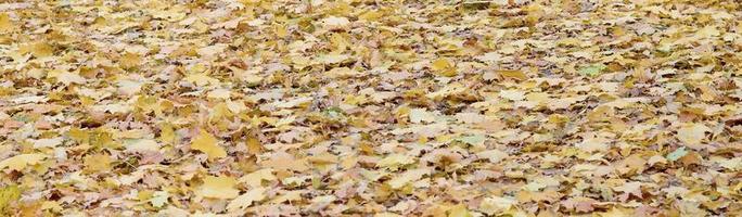 A large number of fallen and yellowed autumn leaves on the ground. Autumn background texture photo