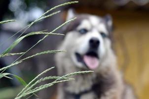 Arctic Malamute with blue eyes muzzle portrait close up throught the green grass stems with selective focus photo