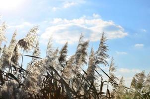 Yellow fluffy reeds photo