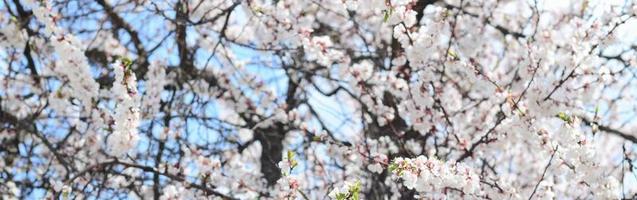 Pink Apple Tree Blossoms with white flowers on blue sky background photo