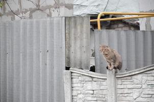 Fluffy ginger stripped tabby cat sitting on old fence at residental house photo