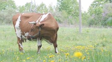 Kuh frisst auf einem Feld video