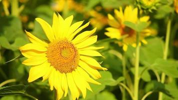 Beautiful scene of Sunflower field video