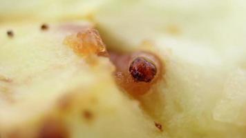 Fruit worm eating, pest, insect, larvae video