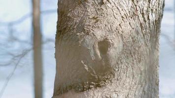 pájaro carpintero en el árbol de cerca video